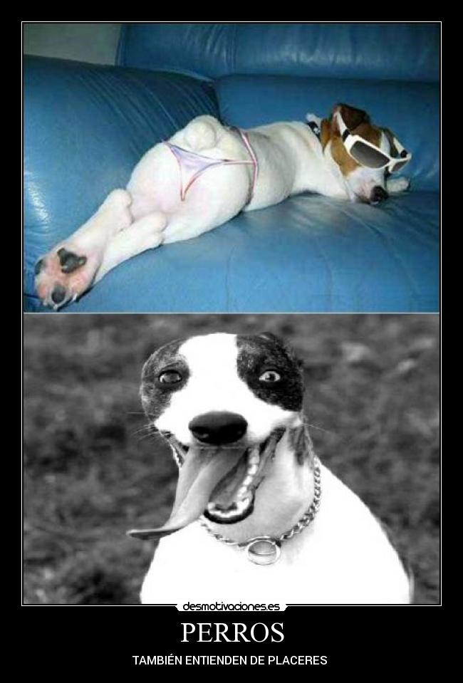 PERROS - TAMBIÉN ENTIENDEN DE PLACERES