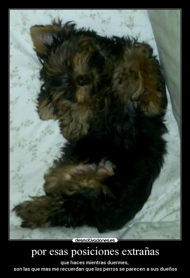 por esas posiciones extrañas - que haces mientras duermes,
son las que mas me recuerdan que los perros se parecen a sus dueños