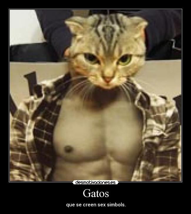 carteles gatos gatos desmotivaciones
