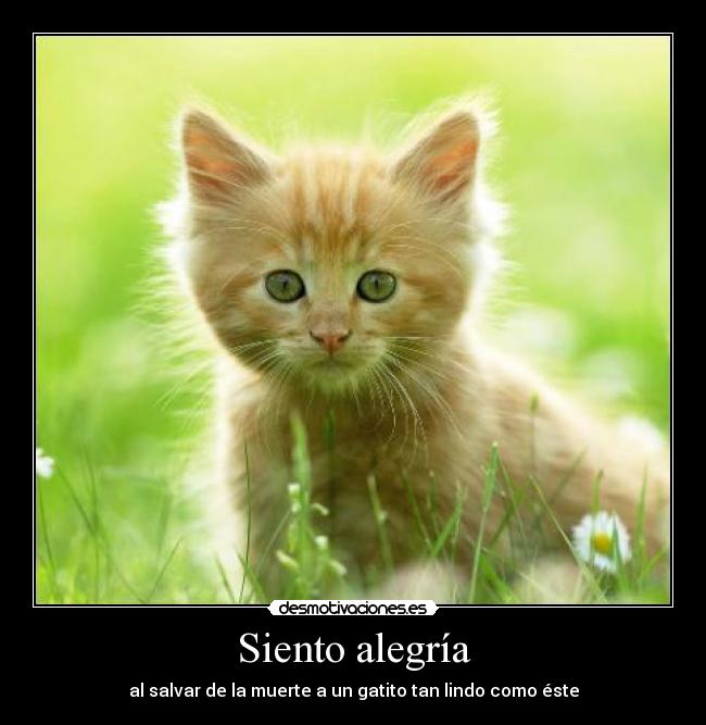 Siento alegría -