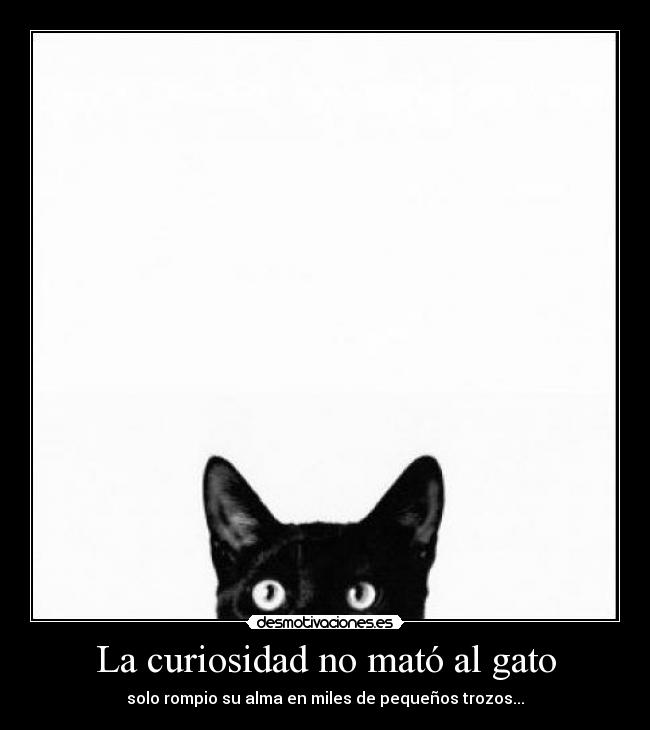 La curiosidad no mató al gato - 