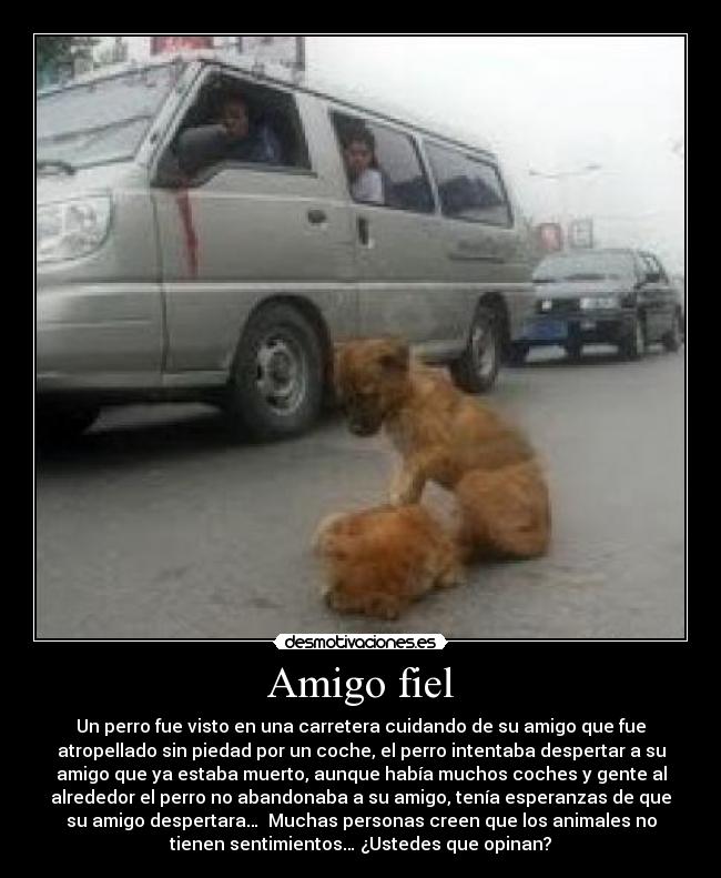 Amigo fiel - Un perro fue visto en una carretera cuidando de su amigo que fue
atropellado sin piedad por un coche, el perro intentaba despertar a su
amigo que ya estaba muerto, aunque había muchos coches y gente al
alrededor el perro no abandonaba a su amigo, tenía esperanzas de que
su amigo despertara…  Muchas personas creen que los animales no
tienen sentimientos… ¿Ustedes que opinan?