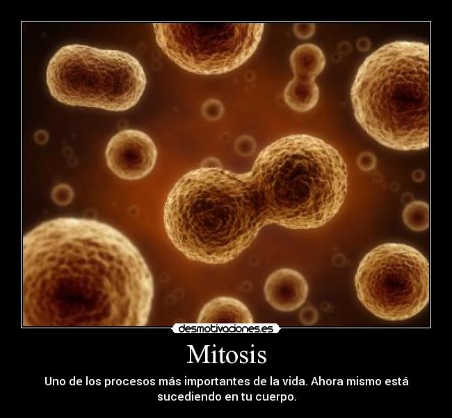 carteles mitosis biologia procesos vida jorge_92 desmotivaciones