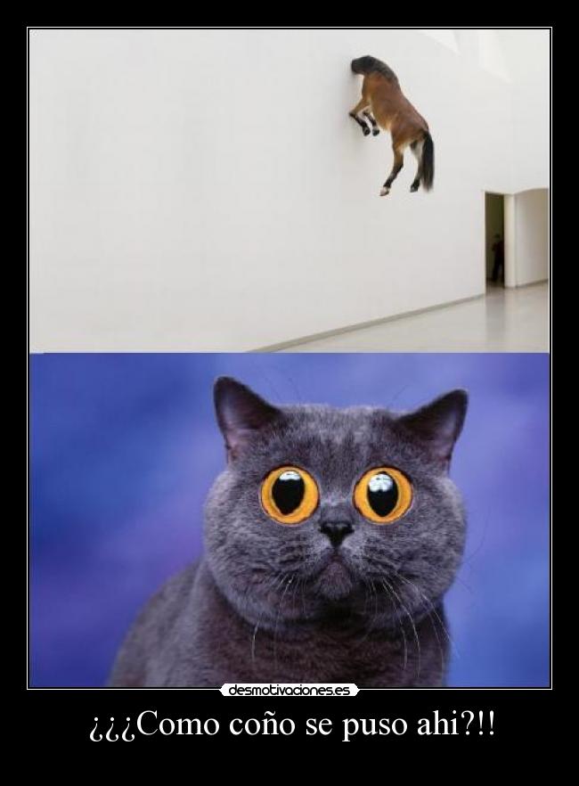 ¿¿¿Como coño se puso ahi?!! -