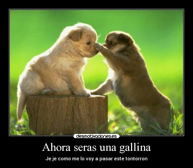Ahora seras una gallina - Je je como me lo voy a pasar este tontorron