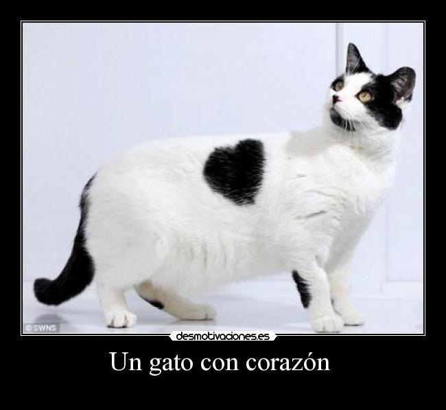 Un gato con corazón -