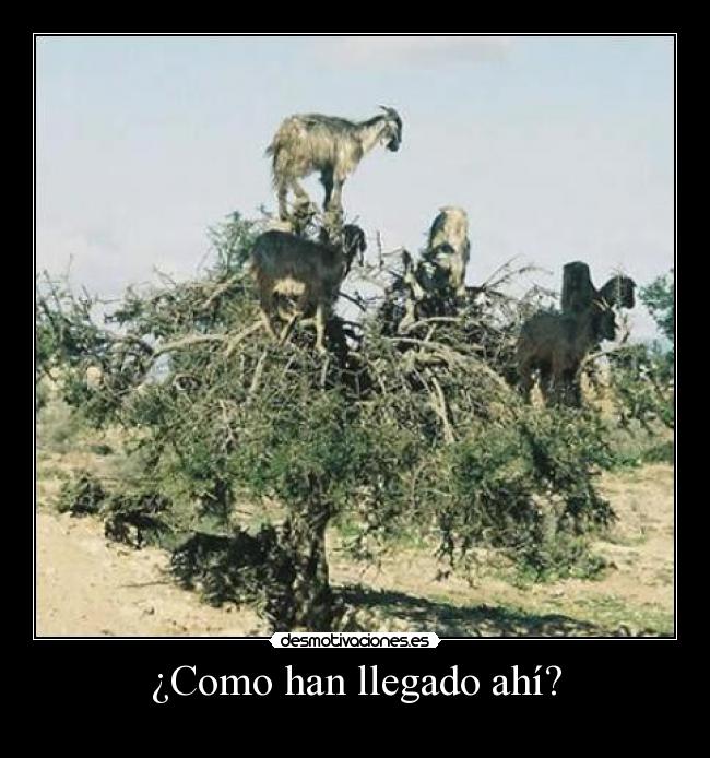 ¿Como han llegado ahí? -