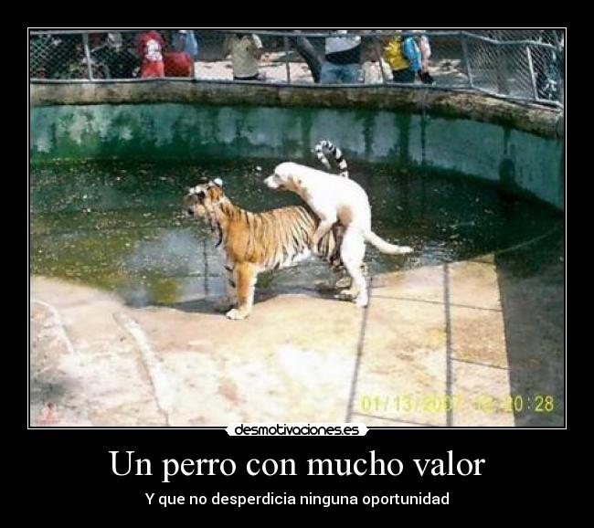 Un perro con mucho valor - Y que no desperdicia ninguna oportunidad