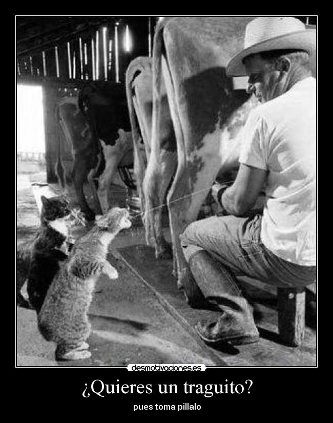 ¿Quieres un traguito? - pues toma pillalo