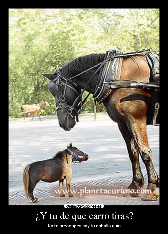 ¿Y tu de que carro tiras? - 