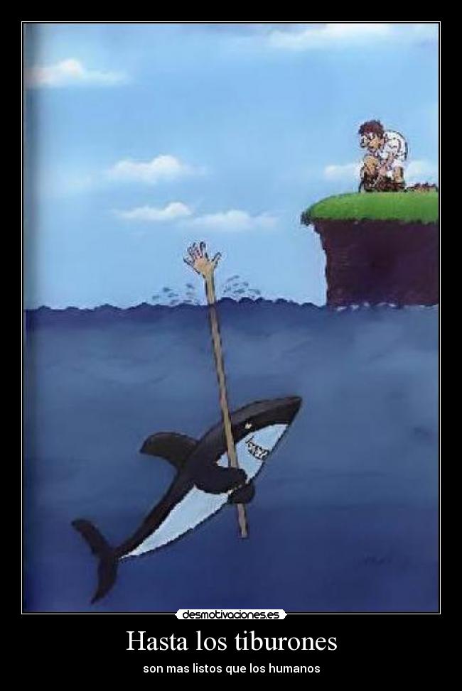 Hasta los tiburones - son mas listos que los humanos