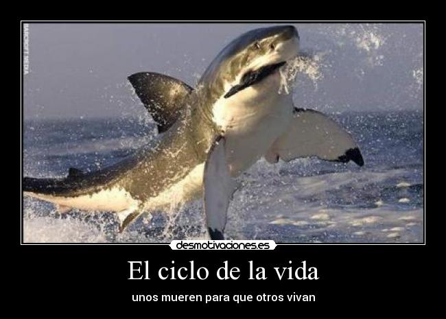 El ciclo de la vida - unos mueren para que otros vivan