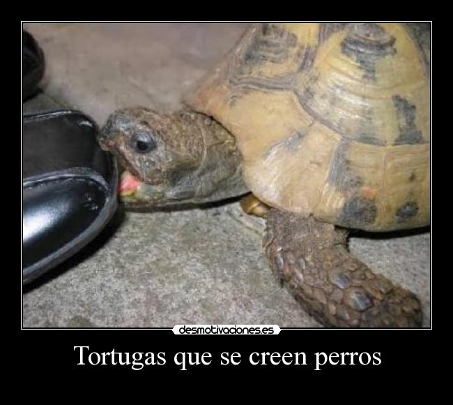 Tortugas que se creen perros -