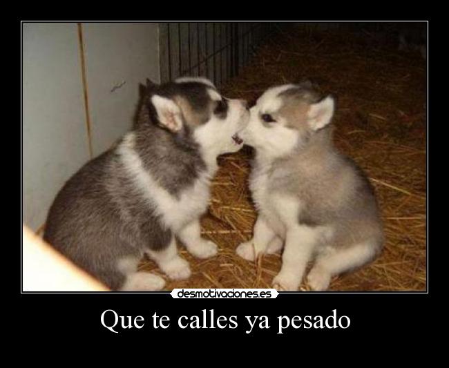 Que te calles ya pesado - 