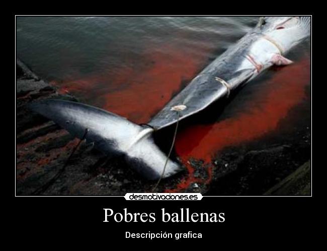 Pobres ballenas - 