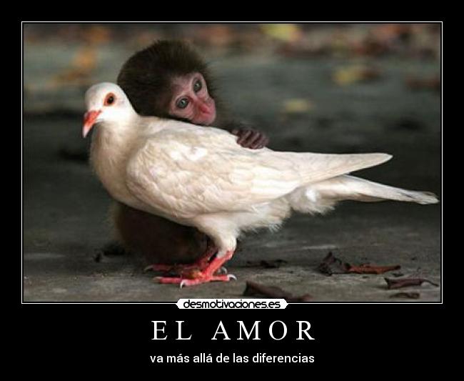 carteles amor mas alla las diferencias desmotivaciones
