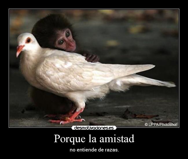 Porque la amistad - no entiende de razas.