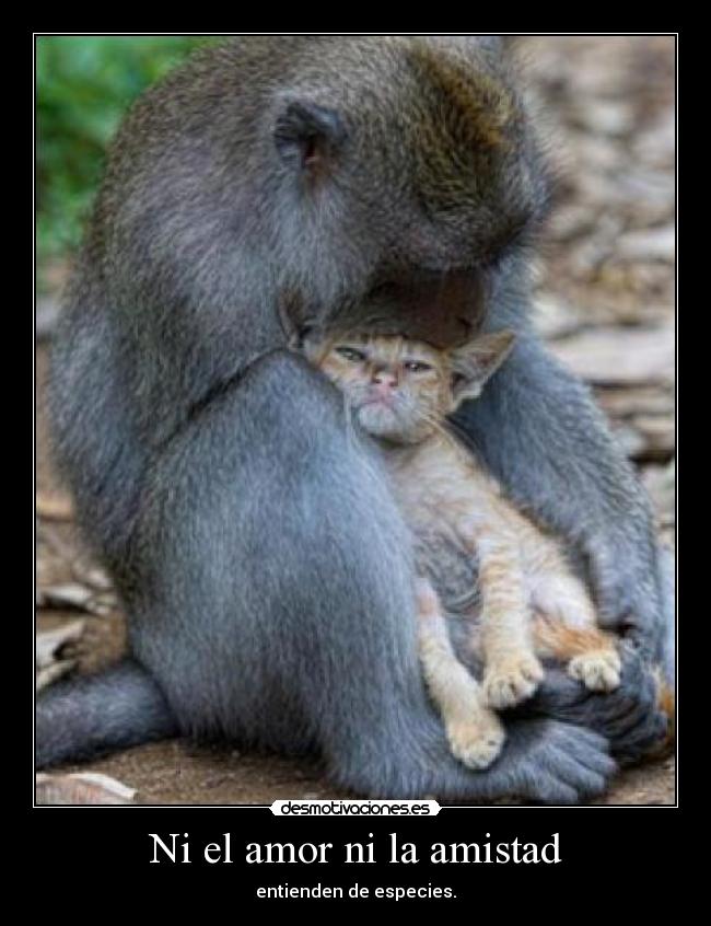 Ni el amor ni la amistad - 