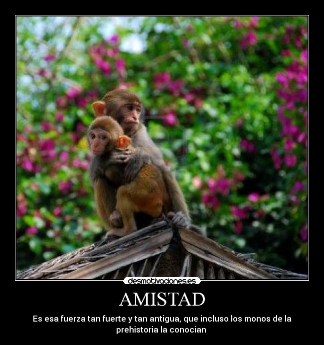 AMISTAD - Es esa fuerza tan fuerte y tan antigua, que incluso los monos de la
prehistoria la conocian