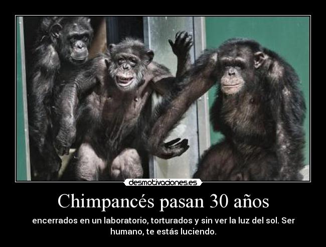 Chimpancés pasan 30 años - 