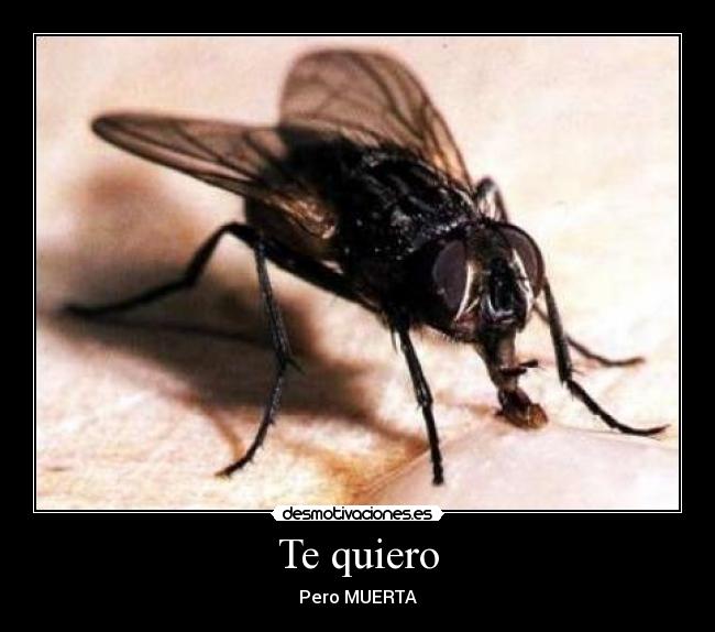 Te quiero - Pero MUERTA