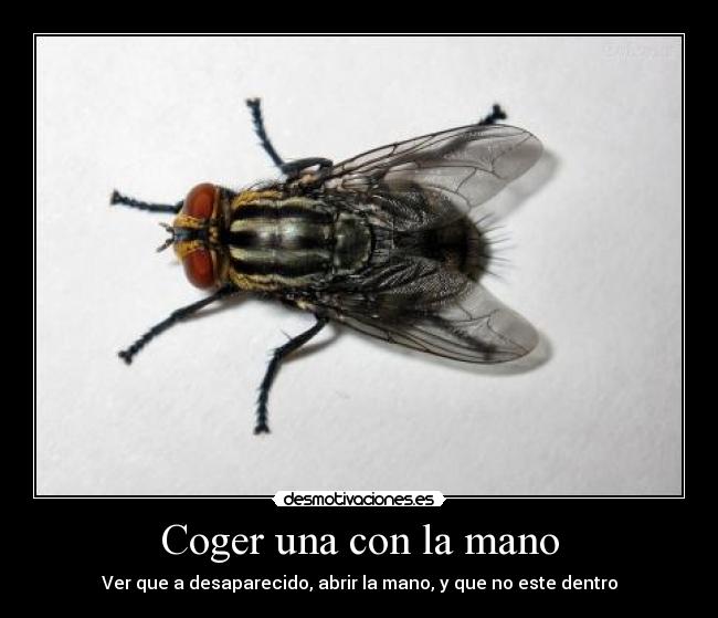 carteles teletransporte moscas super teletransporte magia moscas magicas desmotivaciones