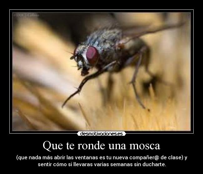 Que te ronde una mosca -