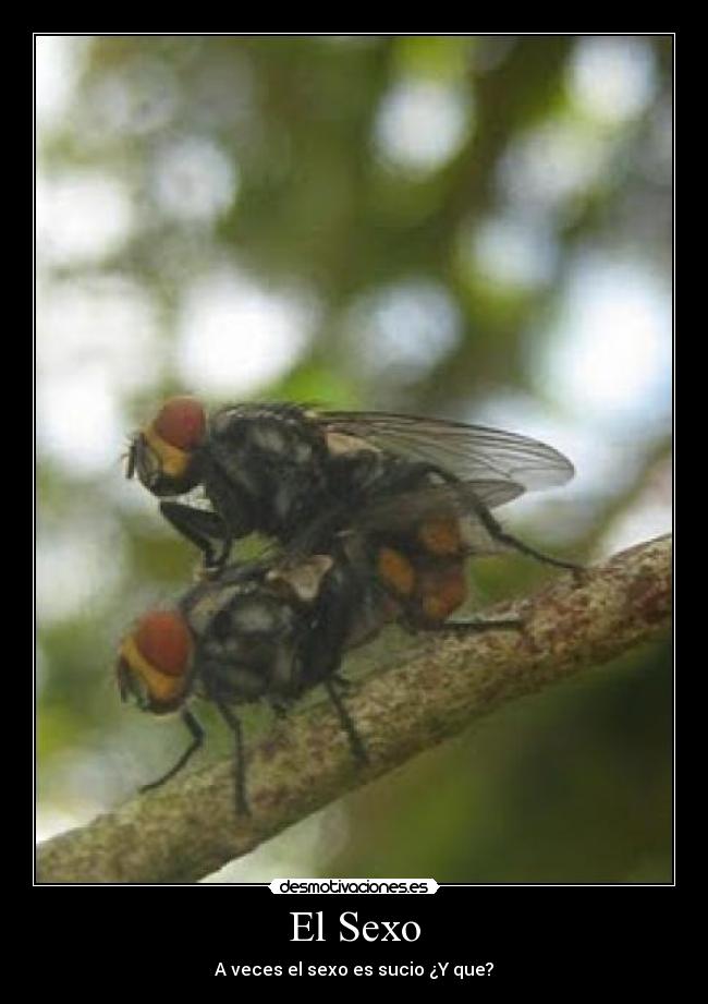 El Sexo -