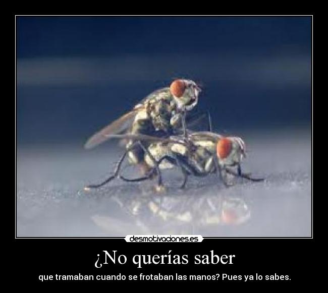 carteles moscas follando desmotivaciones