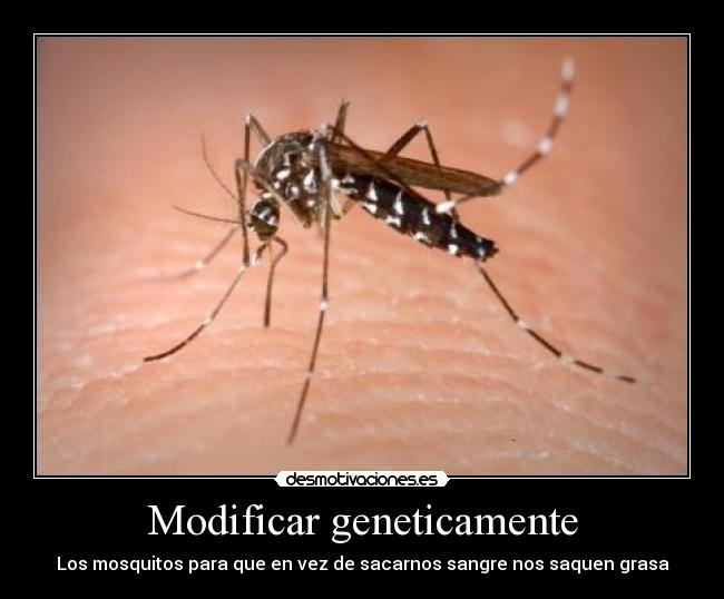 carteles mosquitos desmotivaciones
