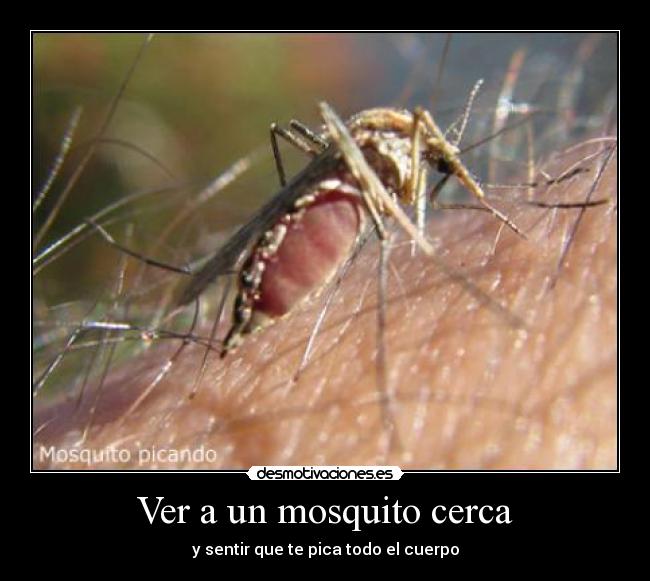 Ver a un mosquito cerca - y sentir que te pica todo el cuerpo