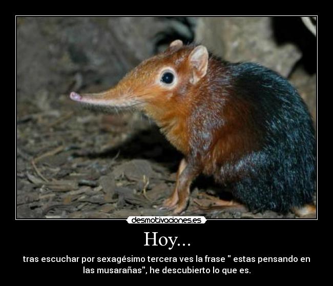 Hoy... - tras escuchar por sexagésimo tercera ves la frase estas pensando en
las musarañas, he descubierto lo que es.