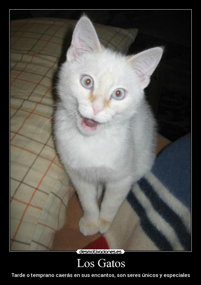 Los Gatos - Tarde o temprano caerás en sus encantos, son seres únicos y especiales