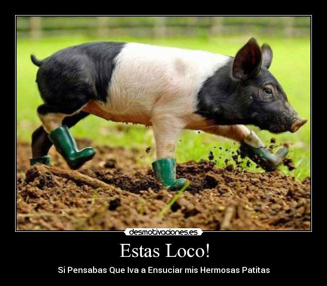 Estas Loco! - 