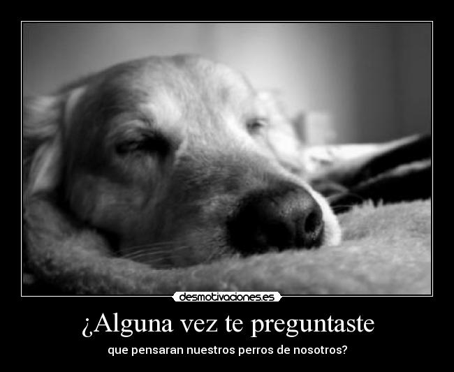 ¿Alguna vez te preguntaste - que pensaran nuestros perros de nosotros?