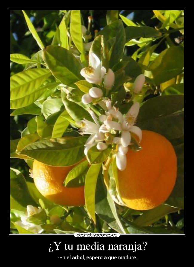 ¿Y tu media naranja? - -En el árbol, espero a que madure.