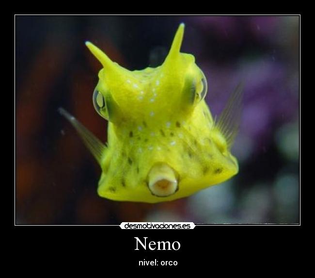 Nemo - nivel: orco
