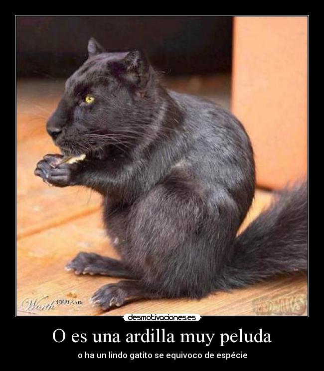 O es una ardilla muy peluda - 