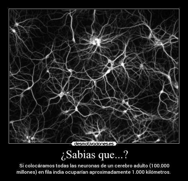 ¿Sabias que...? - Si colocáramos todas las neuronas de un cerebro adulto (100.000
millones) en fila india ocuparían aproximadamente 1.000 kilómetros. 