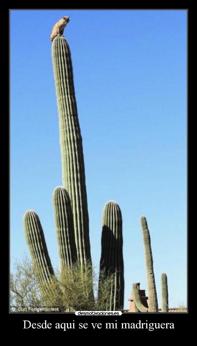 Desde aqui se ve mi madriguera -