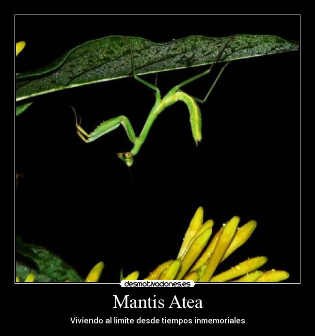Mantis Atea -