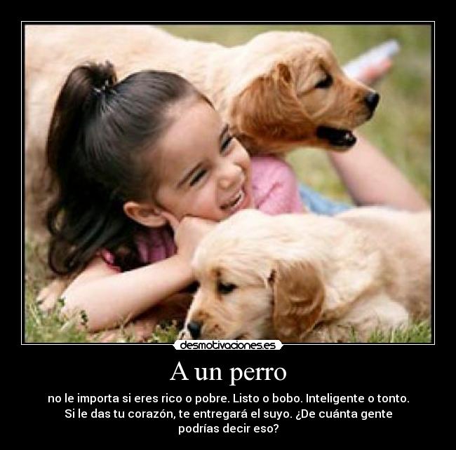 A un perro - no le importa si eres rico o pobre. Listo o bobo. Inteligente o tonto.
Si le das tu corazón, te entregará el suyo. ¿De cuánta gente
podrías decir eso?