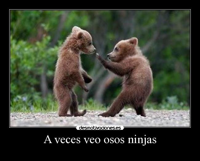 A veces veo osos ninjas - 