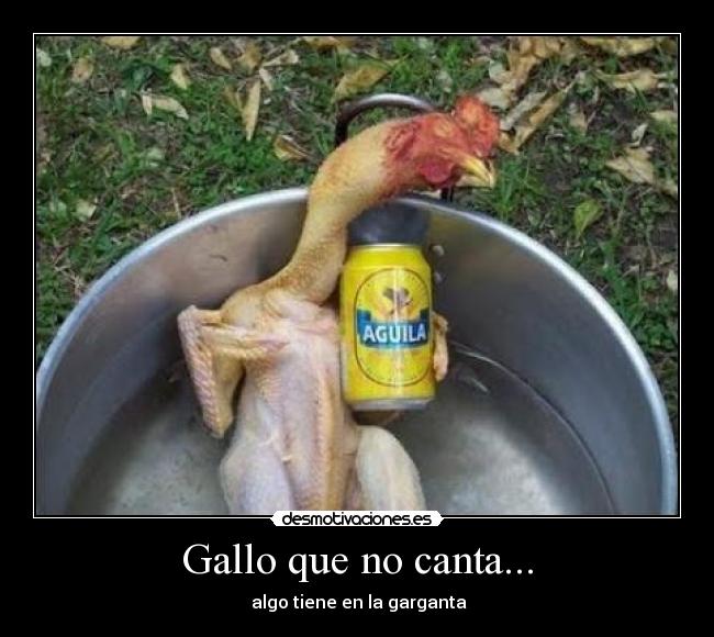 Gallo que no canta... -  algo tiene en la garganta