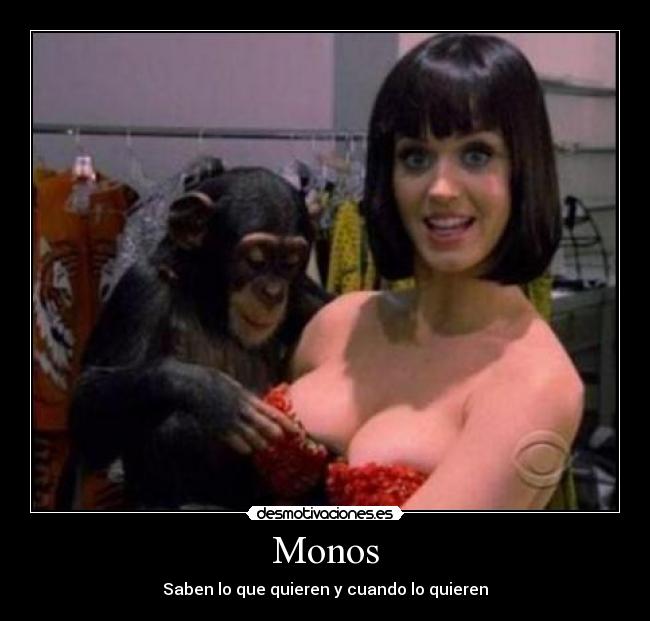 Monos - Saben lo que quieren y cuando lo quieren