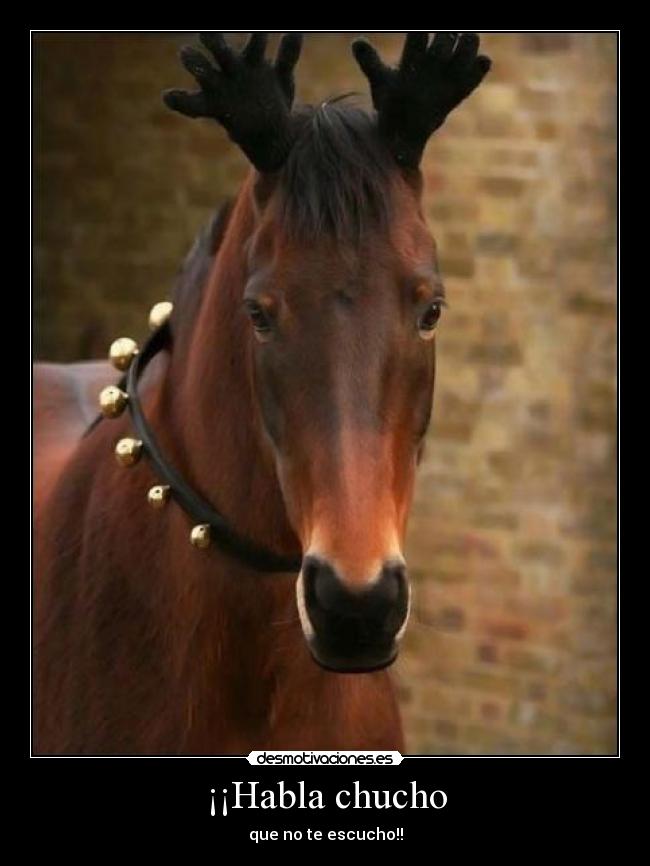 ¡¡Habla chucho - que no te escucho!!