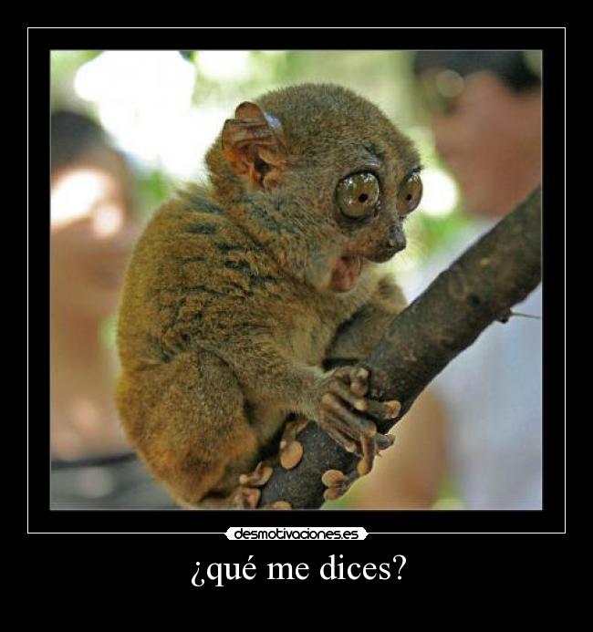 ¿qué me dices? - 