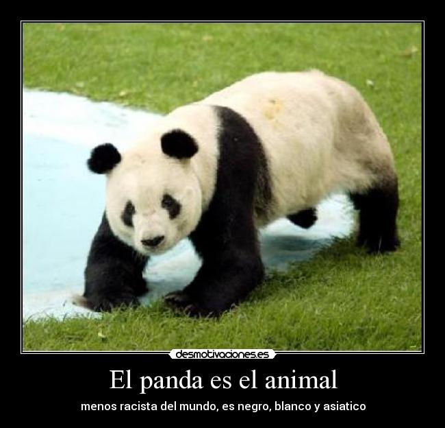 El panda es el animal - menos racista del mundo, es negro, blanco y asiatico