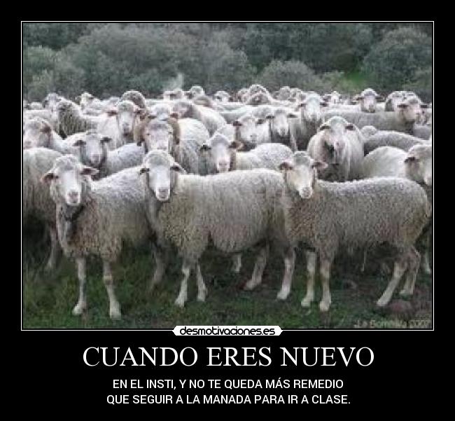 CUANDO ERES NUEVO - EN EL INSTI, Y NO TE QUEDA MÁS REMEDIO
QUE SEGUIR A LA MANADA PARA IR A CLASE.