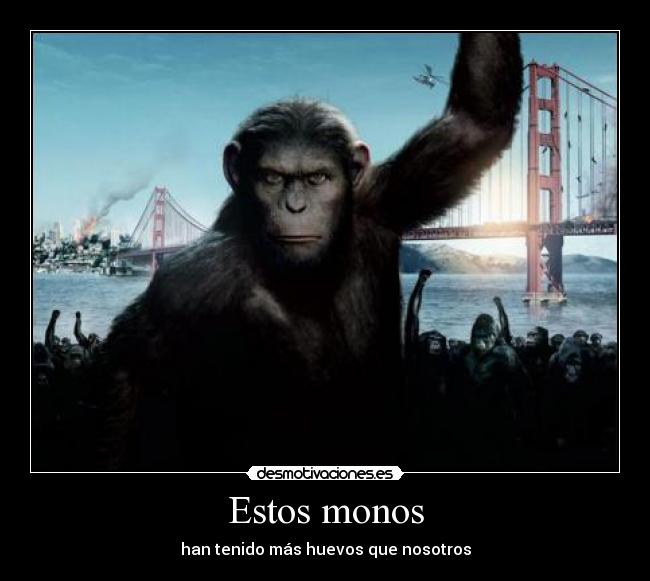 Estos monos - han tenido más huevos que nosotros